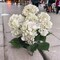 20" Hydrangea Bush - 7 Silk Flowers with Lifelike Leaves, Artificial Greenery, Perfect for Home, Office & Wedding Décor - Spring & Year-Round Accent, Floral Home by Artificial Flowers